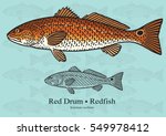Red Drum  Redfish. Vector...