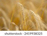 Small photo of Golden wheat field. Rural landscape. Wheat growing on field. Ear of wheats in the field. Field of wheats. Ripening ears of wheats