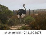 Small photo of Ostrich stands wary of tourists at the wildlife park in Swartwater, West Coast, South Africa.