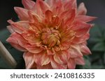 Small photo of Dahlia Sherwood Peach in natural setting