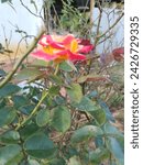Small photo of Floribunda is a group of modern garden roses developed by crossing hybrid teas with polyantha roses, the latter originating from a cross between Rosa chinensis and Rosa multiflora.