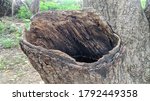 Tree Hollow  In Banyan Or Ficus ...