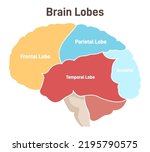 Human Brain Lobes. Cross...