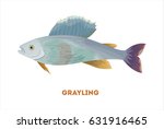 Isolated Grayling Fish On White ...