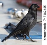 Small photo of close up of crow on weather deck of boat