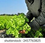Small photo of Organic Lettuce Fresh, The leaves of organic lettuce, untouched by synthetic pesticides or chemical fertilizers, boast a purity that translates into a clean, crisp flavor.