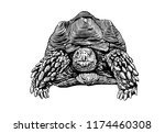 graphical tortoise isolated on... | Shutterstock .eps vector #1174460308