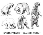 Graphical Set Of Polar Bears...