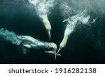 Northern Gannets hunting fish Underwater