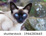 Tonkinese Cat . She Is A Seal...