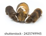 Charming 4K Ultra HD Image: Close-Up of Small Guinea Pig on White Background | Endearing Pet Portrait