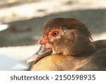 Portrait Of Brown Muscovy Duck...