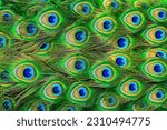 Small photo of Pattern of bright multicolored peacock tail closeup. Abstract background vibrant exotic tropical indian peafowl feather. Beauty vivid colored natural pavo plumage texture close up, selectuve focus