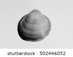 shell | Shutterstock . vector #502446052