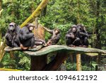Chimpanzees Live In Large Multi ...