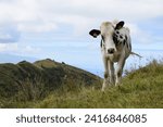 Small photo of Happy Caw in Azores Island