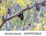 Fruit bats hang upside down...