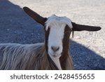 Small photo of Close up of a brown and white goat with long ears hanging sideways and a little white quiff
