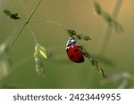 Small photo of The name “ladybug” doesn’t imply that all of them are females. During the Middle Ages, when aphid swarms threatened crops, desperate townspeople prayed to the Virgin Mary for help.