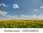 Latvian landscape with white cumulus clouds in blue sky over blooming dandelion field in summer day