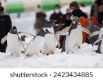 Small photo of Naughty Penguins family parade ,the children play together on snow playground hokkaido ,Otaru Aquarium winter season hokkaido japan