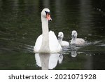 White Mother Swan Swimming With ...
