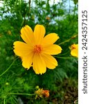 Small photo of Like its orange counterpart, it's easy to cultivate and brings a burst of color to gardens. Its delicate, daisy-like flowers attract pollinators, adding beauty and biodiversity to outdoor spaces.