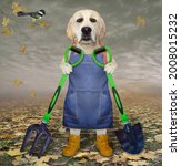 Small photo of A dog labrador gardener in a blue apron and boots holds a shovel and a garden pitchfork in the autumn park.