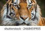 Close up portrait of a tiger's...