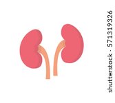 Human Kidneys Free Stock Photo - Public Domain Pictures