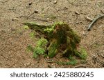 Small photo of a putrid old tree stump in the forest