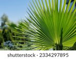 Palm Washingtonia in the nursery for plants. .The concept of tropical plants