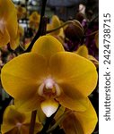 Small photo of Yellow orchids have the meaning of conveying happiness, joy and strength. They are often given as congratulatory flowers or to wish someone good luck. They also imply friendship and warmth