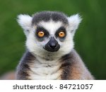 Close Up Portrait Of Lemur...