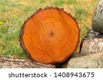 A Cut Of A Tree Trunk With...