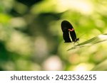 Bold contrast: A black, red, and white butterfly perched on a solitary green leaf, surrounded by a sea of blurred green foliage. Nature's intricate palette showcased in a harmonious composition.