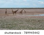 Giraffes Near A Waterhole At...