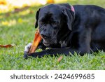 Small photo of Neapolitan Mastiff eating his toy laying on the grass