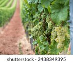 Small photo of Grapes hanging on branch. Hanging grapes. Grape farming. Grapes farm. Tasty green grape bunches hanging on branch. Grapes. Close-up of a blue grape hanging in a vineyard