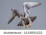 Peregrine Falcon in flight 