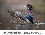A Wood Duck Drake In...