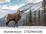 Bighorn Sheep In Snow In Jasper ...