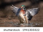 A Male Wood Duck In Spring