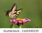 An Eastern Tiger Swallowtail...