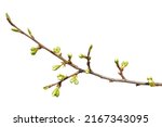 Spring tree branch with green buds isolated on white background.