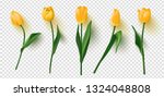 Realistic Vector Tulips Set On...