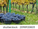 harvested terrible varieties Cabernet Moravia in autumn vineyard, Southern Moravia, Czech Republic