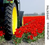 Tractor On The Tulip Field ...