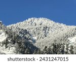 Small photo of Snow covered tree and mountain everywhere white looking amazing Pakistan kpk swat mania