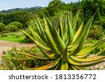 Aloe garden landscape in Cape Town, South Africa image - Free stock ...